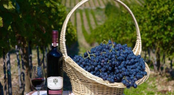 Wine Vision: Сербия колоссально выросла в виноделии